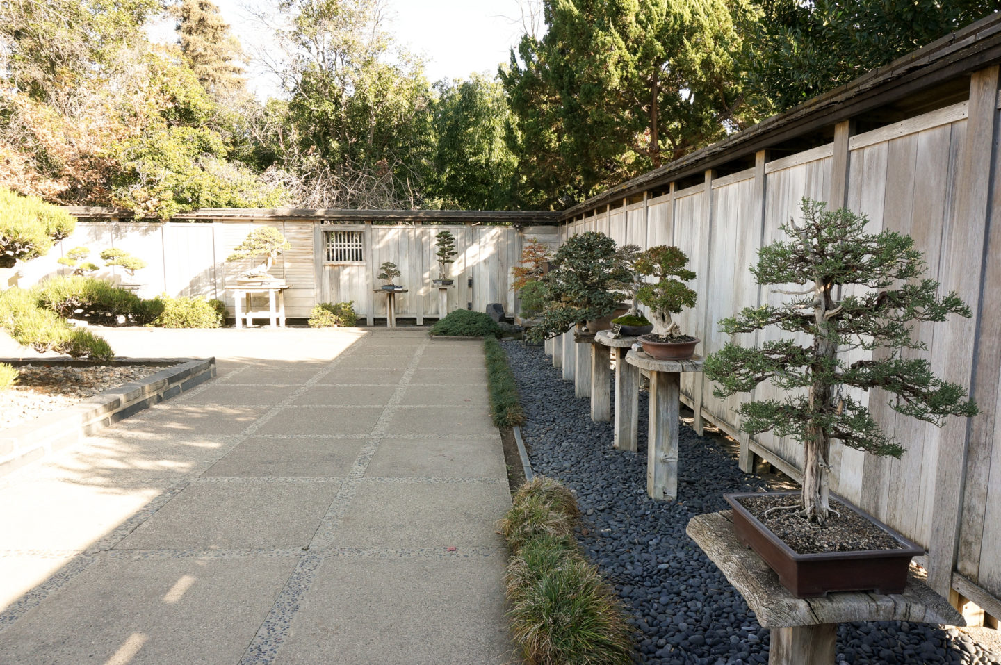 The Japanese Garden at the Huntington Gardens.