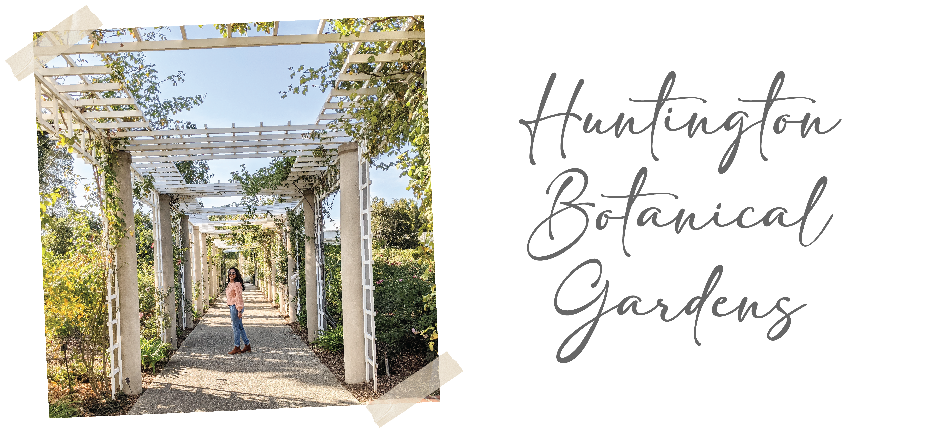 The Rose Garden area at the Huntington Gardens