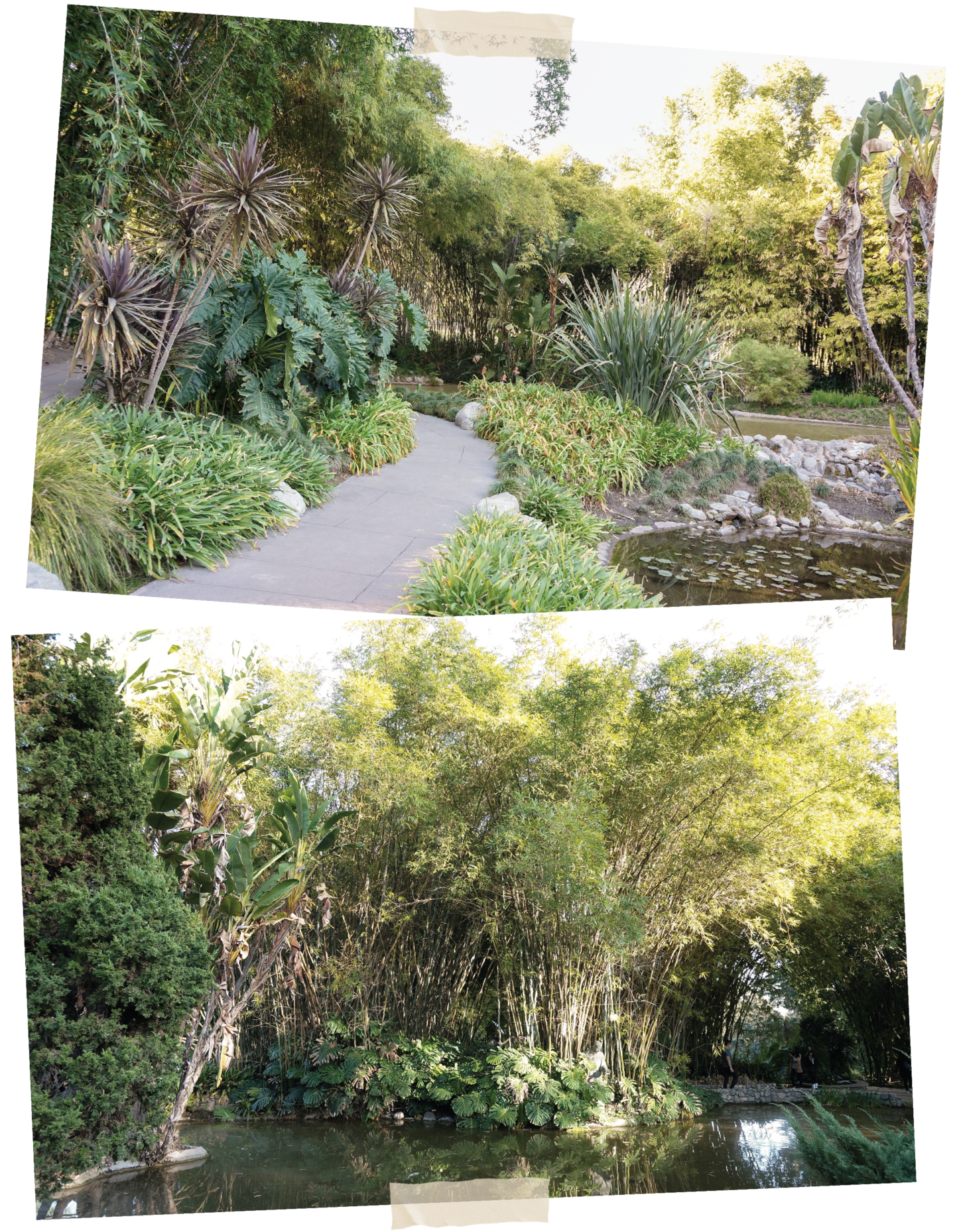 The Jungle Garden at the Huntington Gardens.