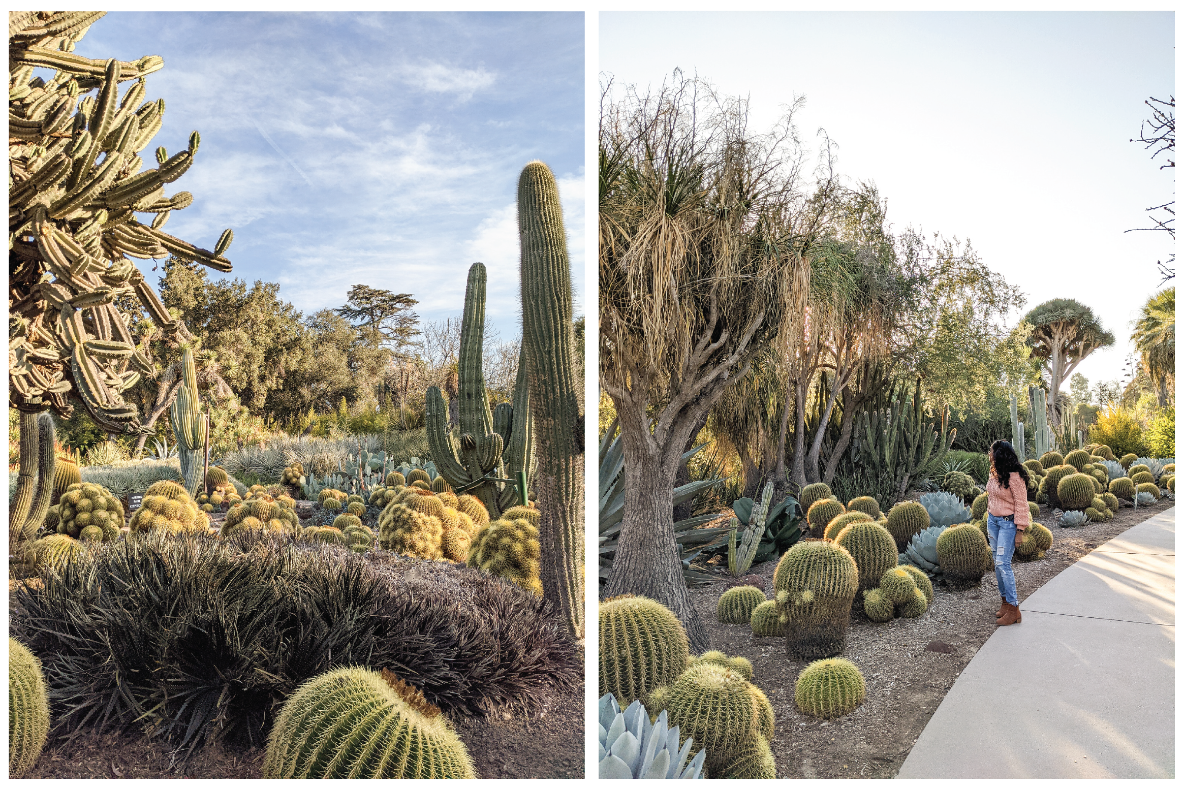 The Desert Garden at the Huntington Gardens.