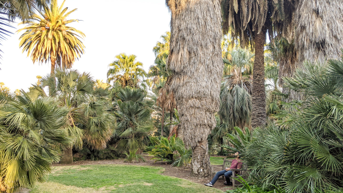 The Palm Garden at the Huntington Gardens.